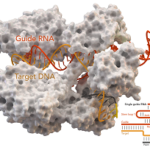Cas-9 enzyme natuur
