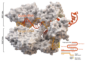 Cas-9 enzyme nature