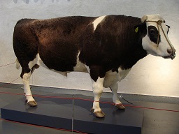 Herman the Bull