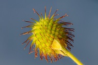 burdock nature