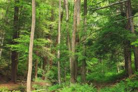 forest