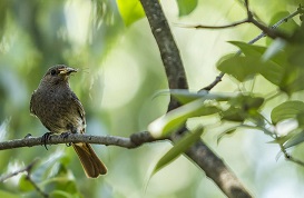Insects eating bird