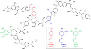 lignin structure