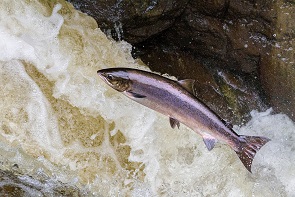 zalm