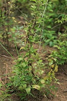 Traditional Chinese medicine Stemona Sessilifolia