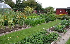 crop rotation