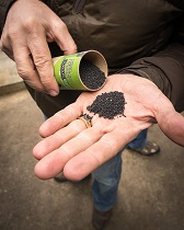 biochar