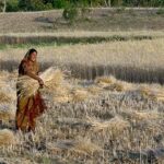 In ontwikkelingslanden vindt het meeste verlies in de voedselketen plaats in de eerste fasen: op het land en in de opslag. Foto: vrouw die graag oogst in Madhya Pradesh, India. Wikimedia Commons.
