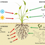 Biostimulants have protective effects against abiotic stress. Image: Wikimedia Commons.