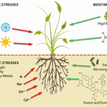 Biostimulantia