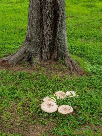 mushrooms