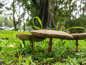 paddenstoelen