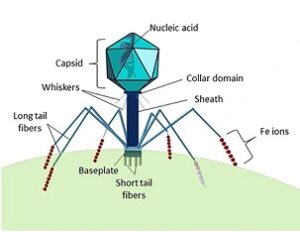 bacteriophage