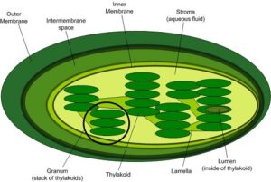 chloroplast