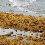 sargassum op een strand