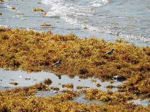 sargassum op een strand