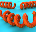 Spirochetes, the bacteria causing syphilis. Shutterstock: 1732593569