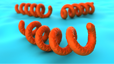 Spirochetes