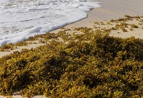 Sargassum on a beach