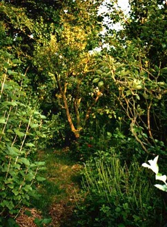 voedselbos