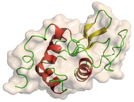 Lysozyme structure