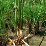 Wortelstokken aan rijstplanten. Foto: Desmanthus4food, Wikimedia Commons.