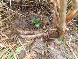 rhizomes