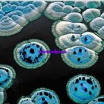 Microscopische details van de levenscyclus van de schimmel Streptomyces (John Innes Instituut)
