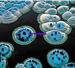 Streptomyces