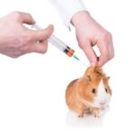 Animal tests, indispensable in medical research. Shutterstock: 31913241