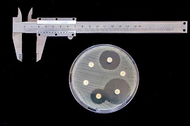 Petri dish