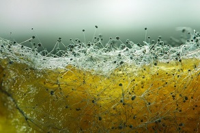 Mould floating