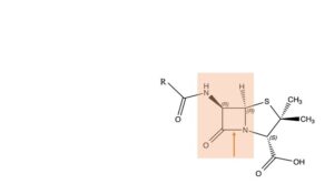 beta lactam