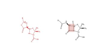 beta lactam