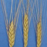 Gerstsoort bere barley. Foto: Wikimedia Commons.