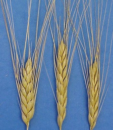 food crops bere barley