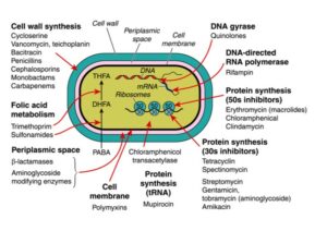 Mode of action of antibiotics