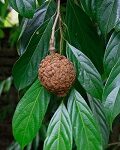 Chaulmoogra tree