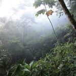 Amazon rainforest in Tena, Ecuador. Photo: Jay, Wikimedia Commons.