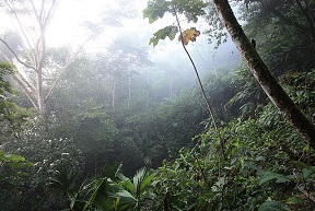pristine nature