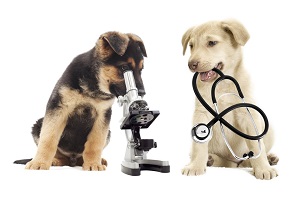 veterinary use