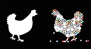 Veterinary use chicken