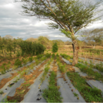 Sustainable farm. Photo: , Wikiedia Commons.