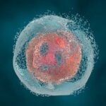 Een cel die uit elkaar valt door de aanval van een antibioticum (lysis). Foto Shutterstock 343092215.