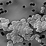 hospital bacterium