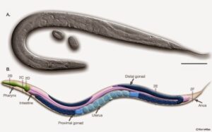 roundworm