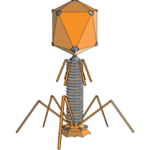 Phage; length ca.200 nm. Head on top. Protruding pins are mainly proteins that help to enter a cell.