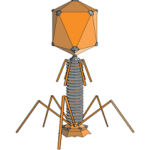 bacteriophages