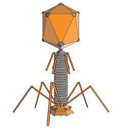 bacteriophages