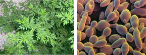 artemisia annua natural medicines